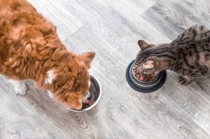 Alimentation pour Animaux