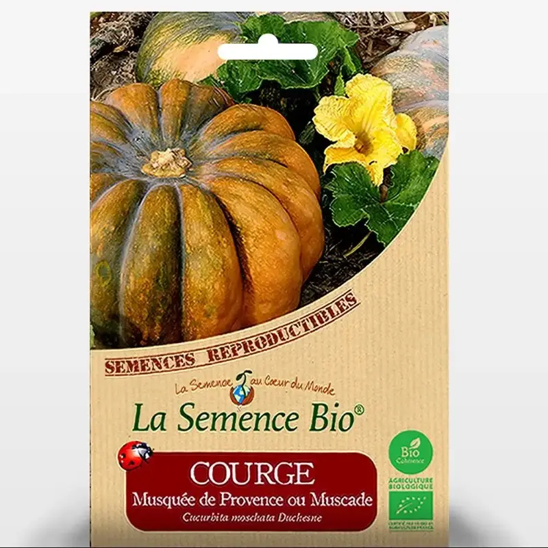 COURGETTE Black beauty Bio - La Semence Bio