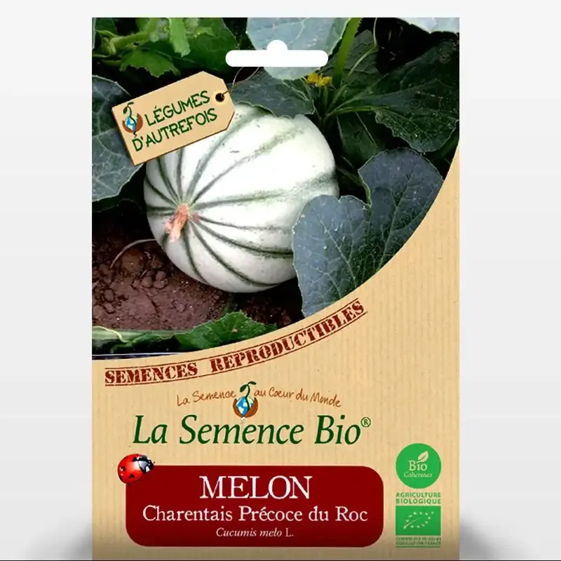 COURGETTE Black beauty Bio - La Semence Bio