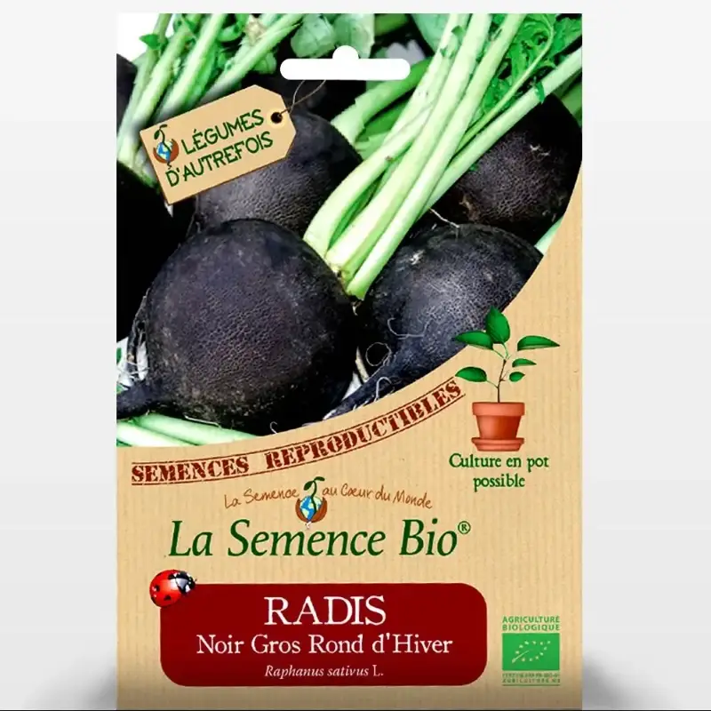 COURGETTE Black beauty Bio - La Semence Bio