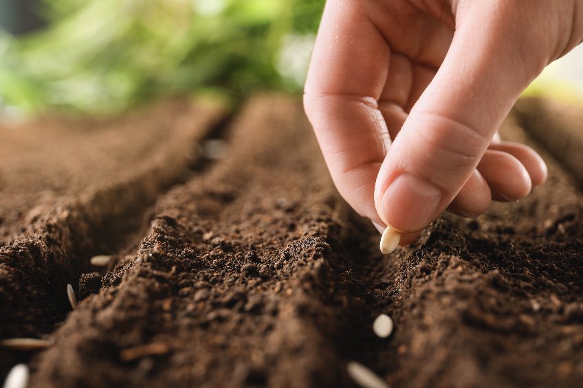 Jardin Bio Ortie en Feuilles Coupées 20G – Green Village Maroc